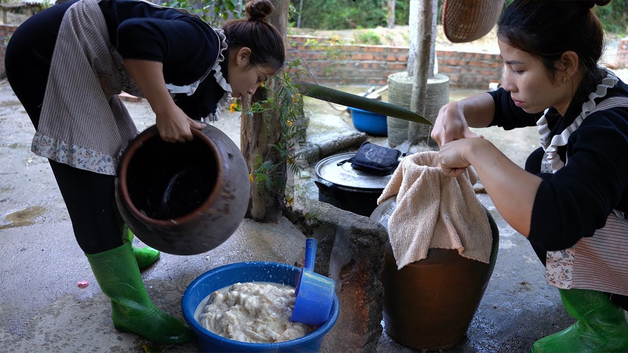 #243: Harvest cassava to make wine - brew wine - preserve it all year round - triệu lily