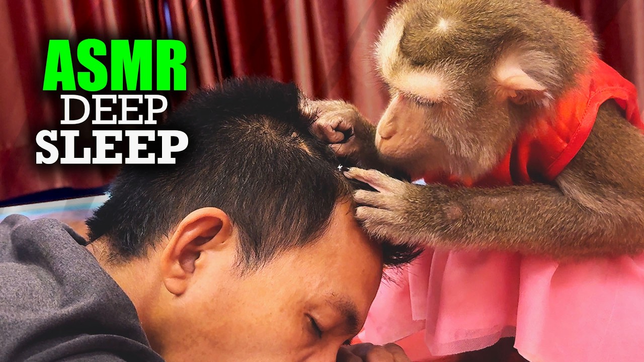 ASMR Monkey (No Talking) | Simply Judy's TINGLY Hair Pick For Deep Tingles