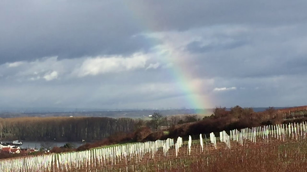 Weingut Raddeck, Nierstein am Rhein, Rheinhessen, Germany(Dutch)
