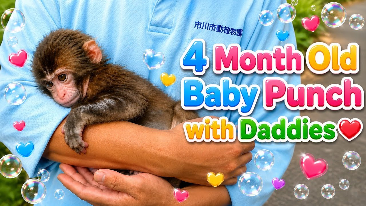 4 Months Old Baby Monkey Punch 🩷with his loving dads 💕: Shikano & Miyakoshi | Ichikawa Zoo Japan 🌿💚