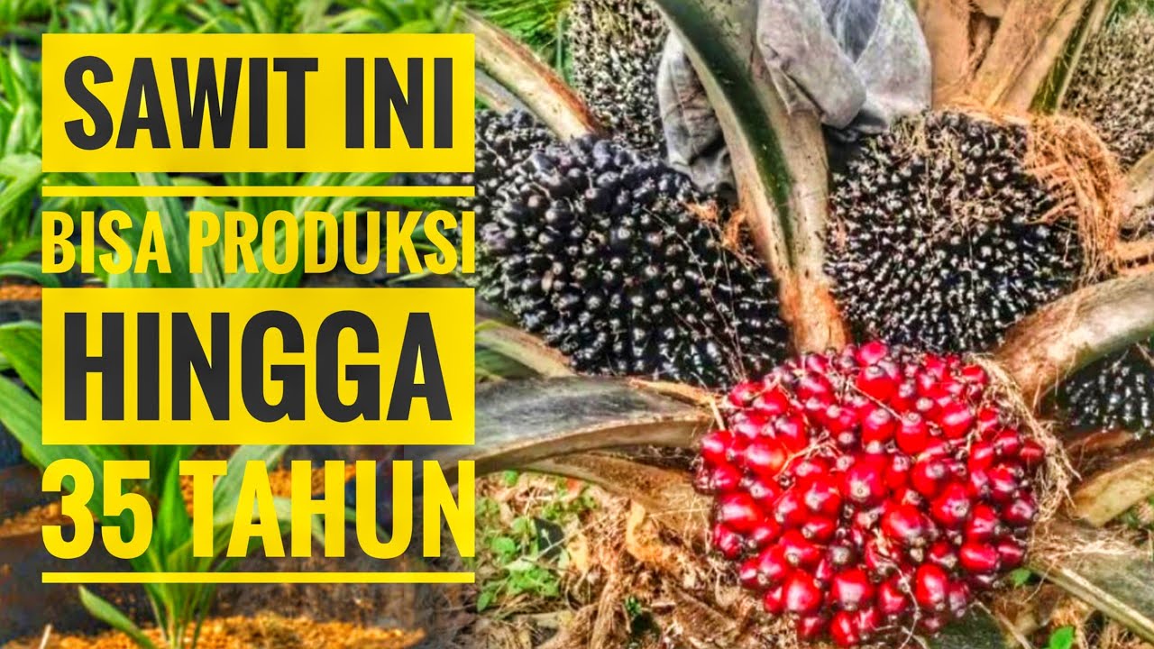 6 Kelebihan sawit unggul variatas TN 1 || Produksi sampai 35 tahun