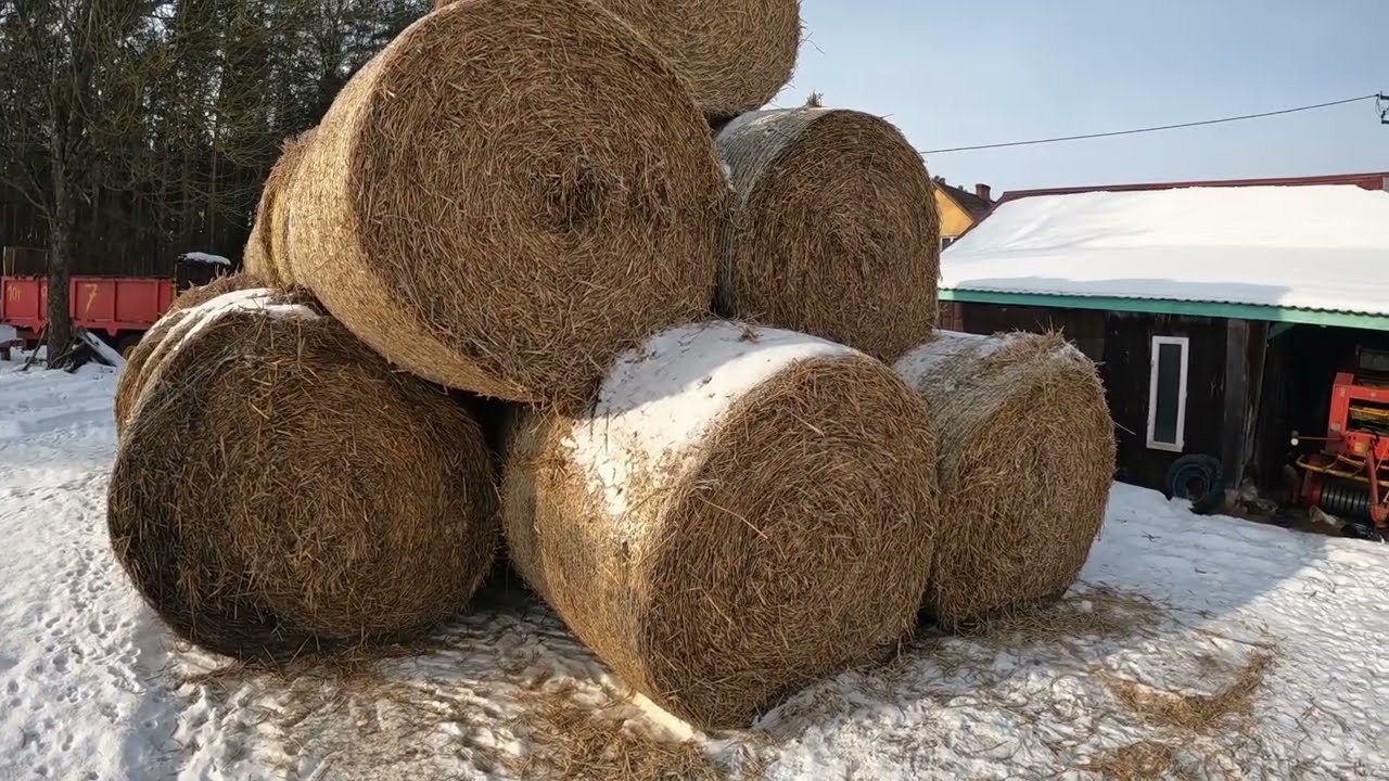 Obora dla kr&oacute;w mlecznych na głębokiej sci&oacute;łce | Ile potrzebuje słomy? 