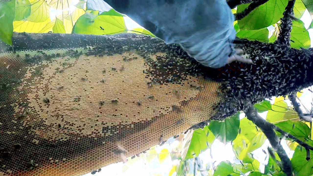 Panen madu liar di atas pohon pucung yang sangat tinggi.