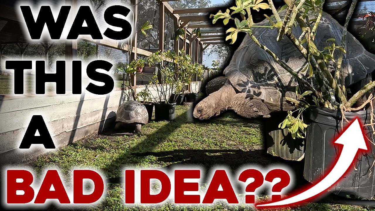 Checking In on Our new Aldabra Tortoise