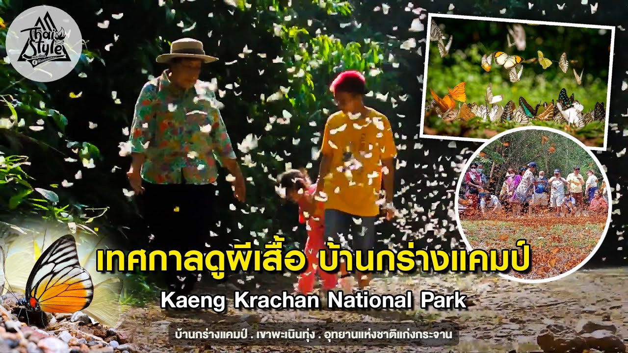 ผีเสื้อบ้านกร่างแคมป์ อุทยานแห่งชาติแก่งกระจาน หนึ่งในจุดชมผีเสื้อที่สวยที่สุดในประเทศไทย