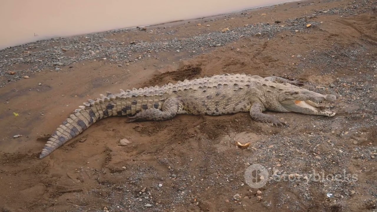 Turkmenistan&rsquo;s River Wildlife: Life Along the Amu Darya #animal2024 #wildlife