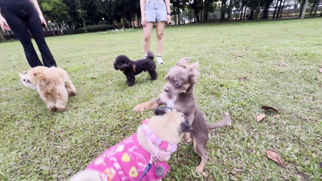 Happy Pets Running & Playing Around || Malaysia Pet Friendly Dog Park - Desa ParkCity Vlog 10