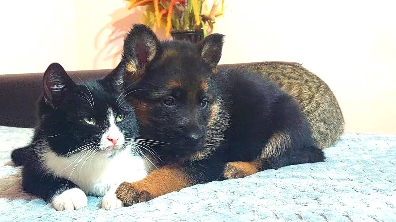 German shepherd Puppies Likes to kiss and make friends new kittens