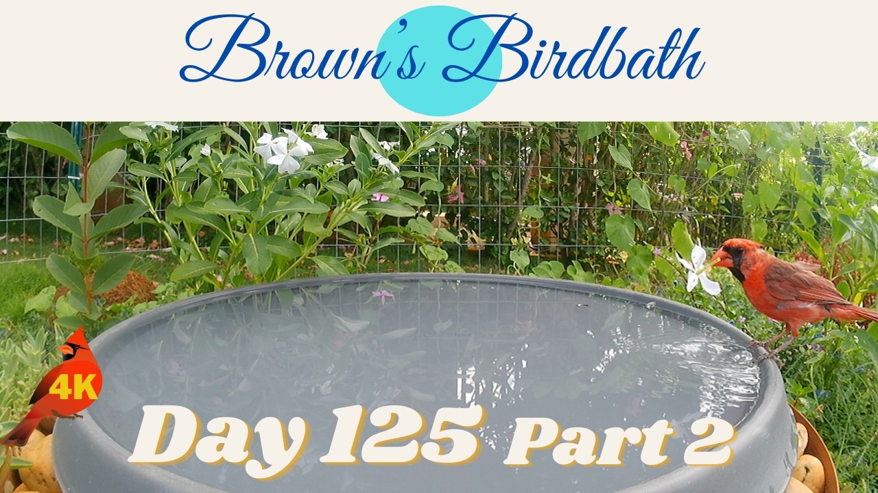 Brown's Birdbath Day 125 Part 2 #whiteeye #メジロ #shama #アカハラシキチョウ #cardinal #カーディナル #zebradove