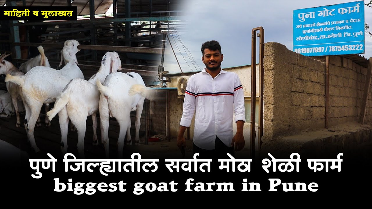 पुना गोट फार्म : 700 शेळ्यांचा फार्म ! माहिती व मुलाखत | Biggest Goat Farm in Pune