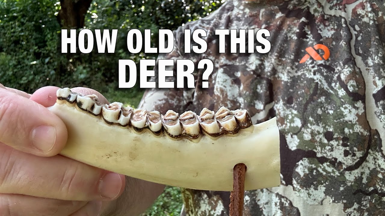 How to Age a Deer By Its Teeth (Simple Guide)