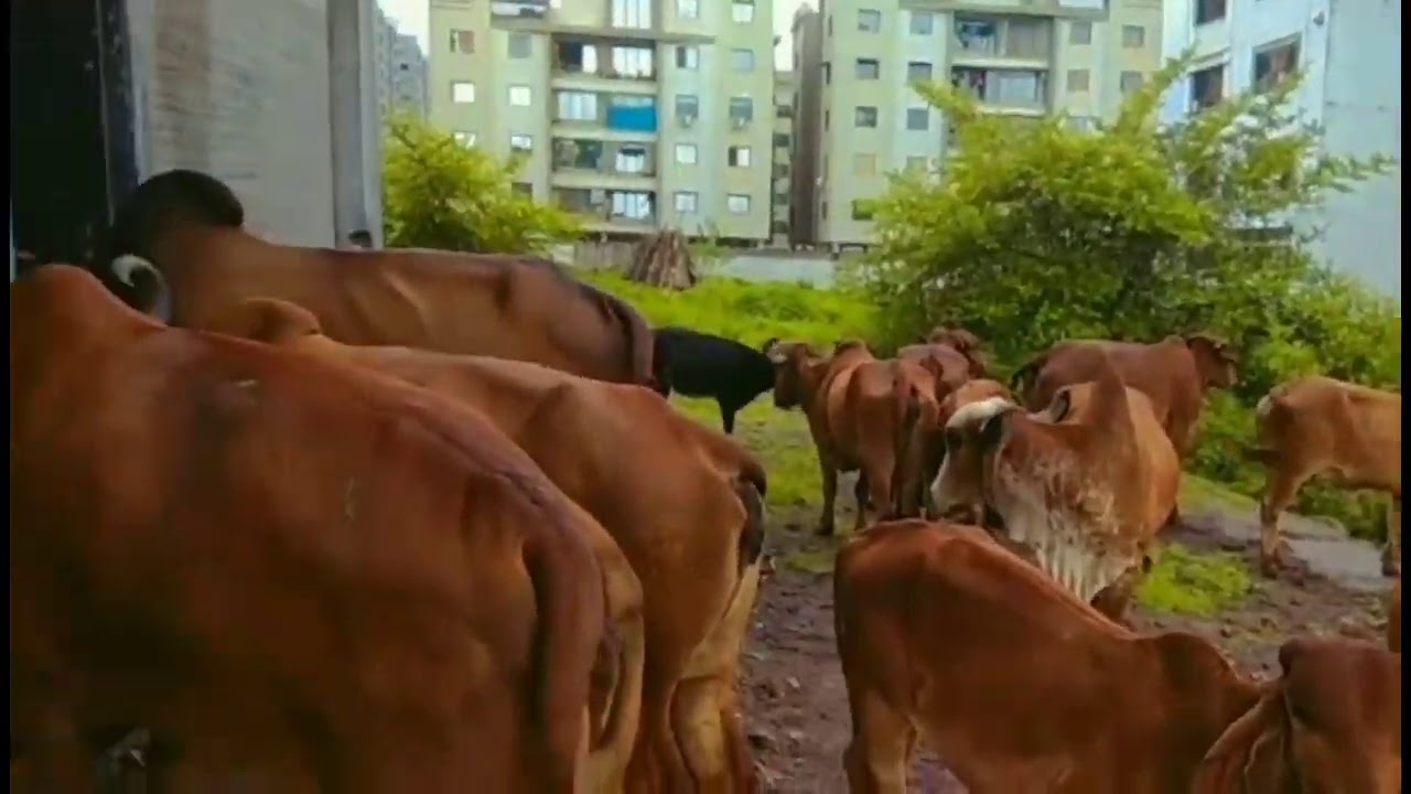 Indiya ki best desi gay (गिर गया)Gir Cow