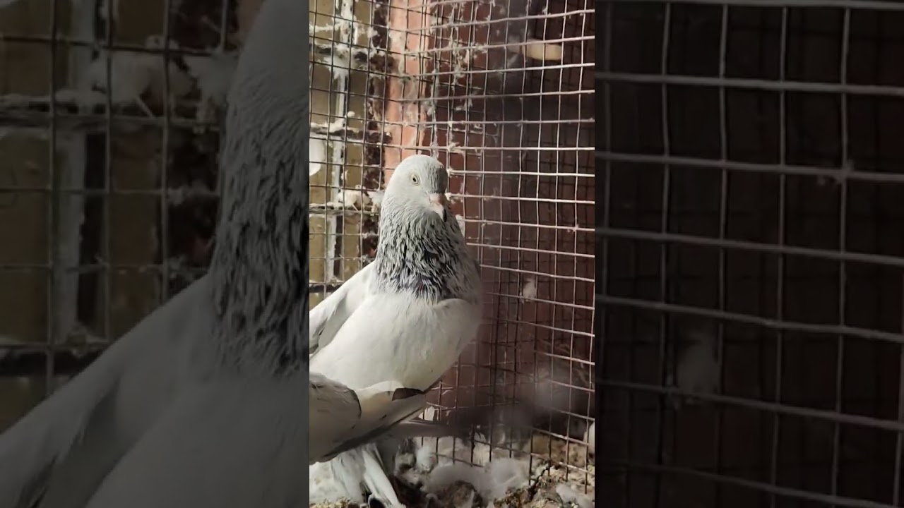 Kabutar Status 😍 High Flyer Pigeons 🕊️ #status #shorts