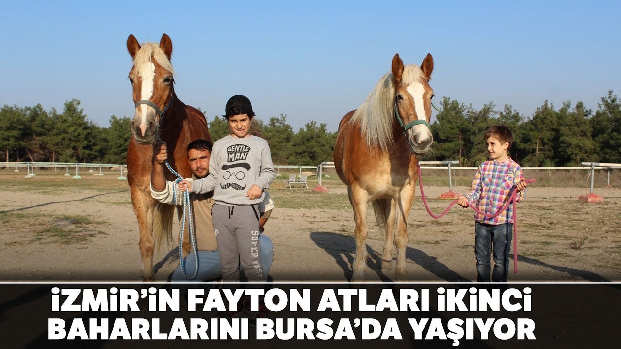 Yıllarca Faytona Koşulan Atlar Şimdi Kuş Sütüyle Besleniyor
