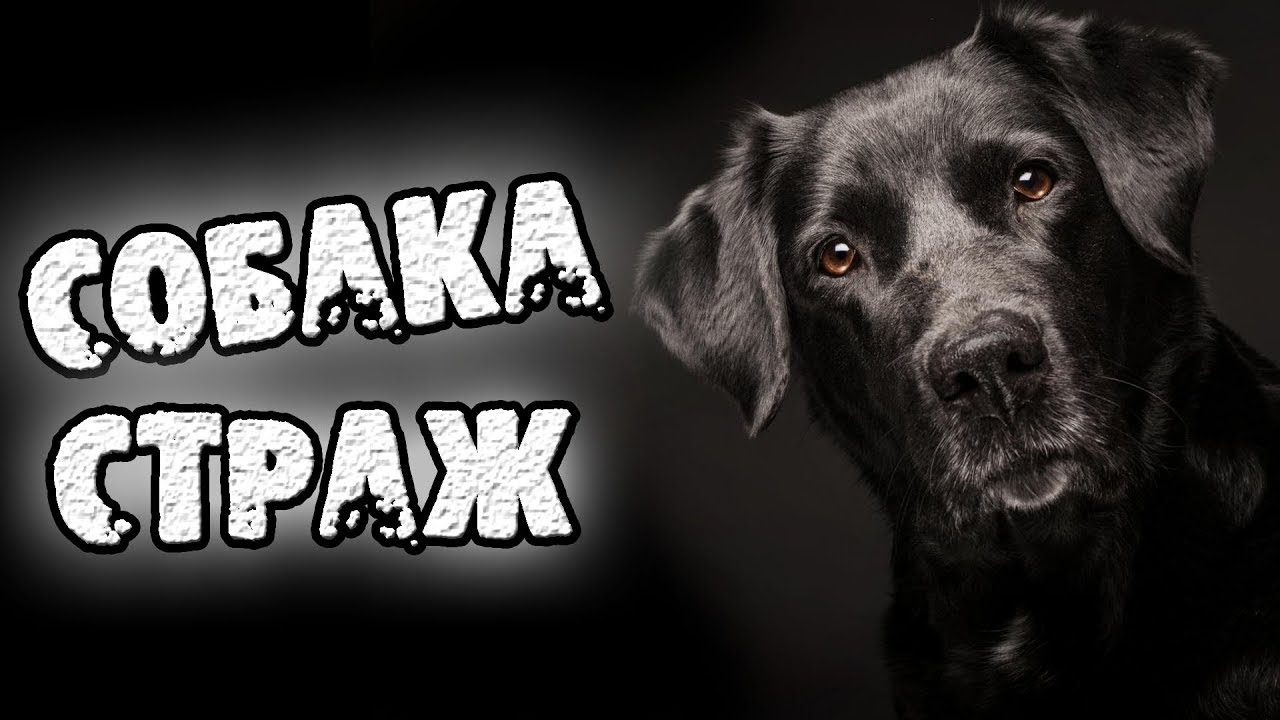 СТРАШНЫЕ ИСТОРИИ - СОБАКА СТРАЖ - СТРАШИЛКИ НА НОЧЬ