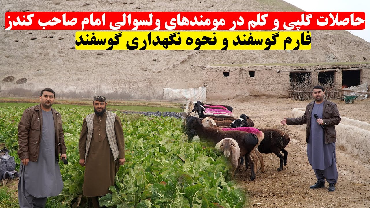 حاصلات گلپی و کلم در مومندهای ولسوالی امام صاحب کندز | فارم گوسفند و نحوه نگهداری گوسفند | تبسم شهر