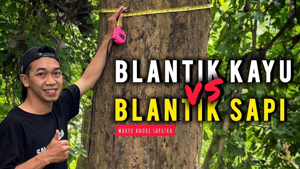 BLANTIK KAYU vs BLANTIK SAPI