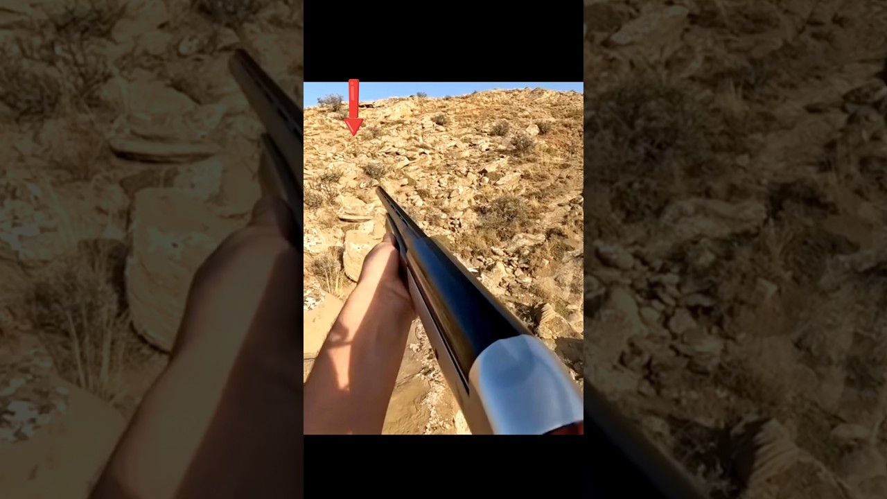 Охота на дикого кролика в дикой России | Точный момент#wildhunting #охота #chass #hunting#rabbit