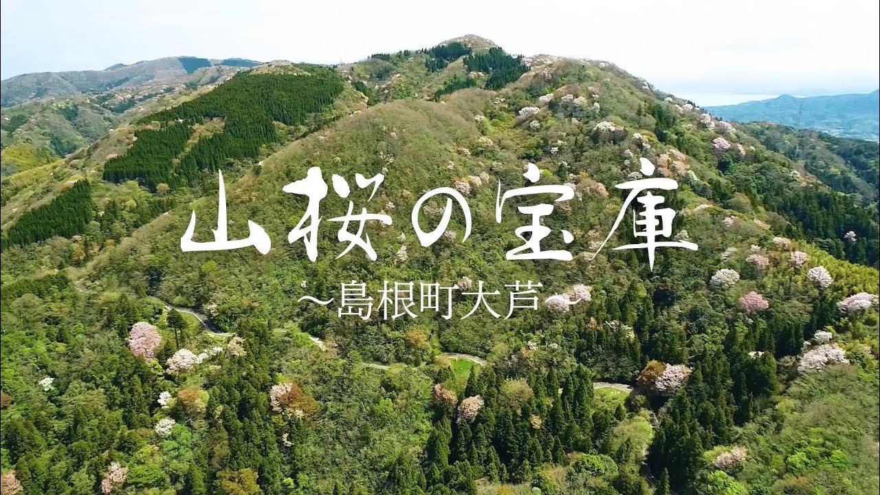 山桜の宝庫～島根町大芦～