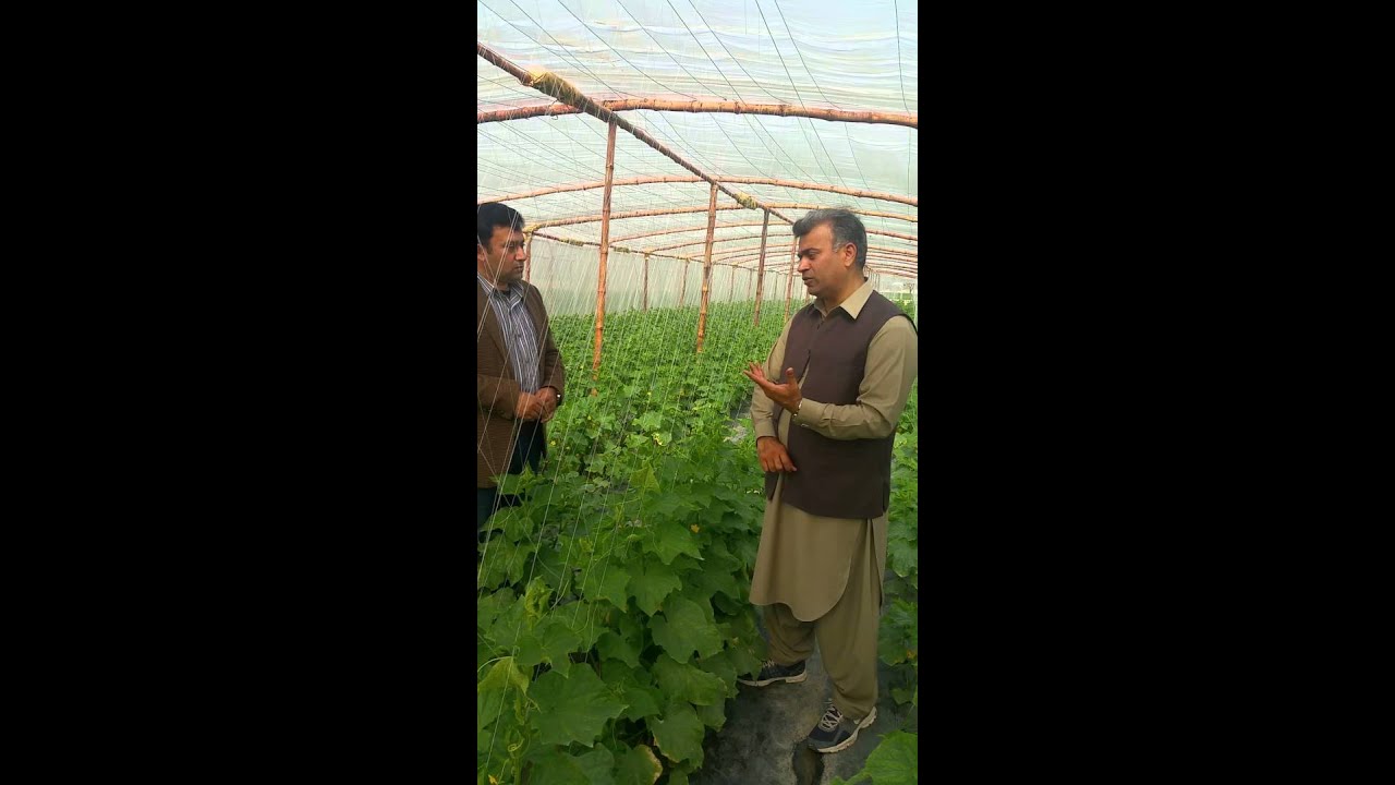 Tunnel Vegetable Farming 03218669044 in Kehror Lalessan, Layyah, Pakistan. Mian Athar Maqbool