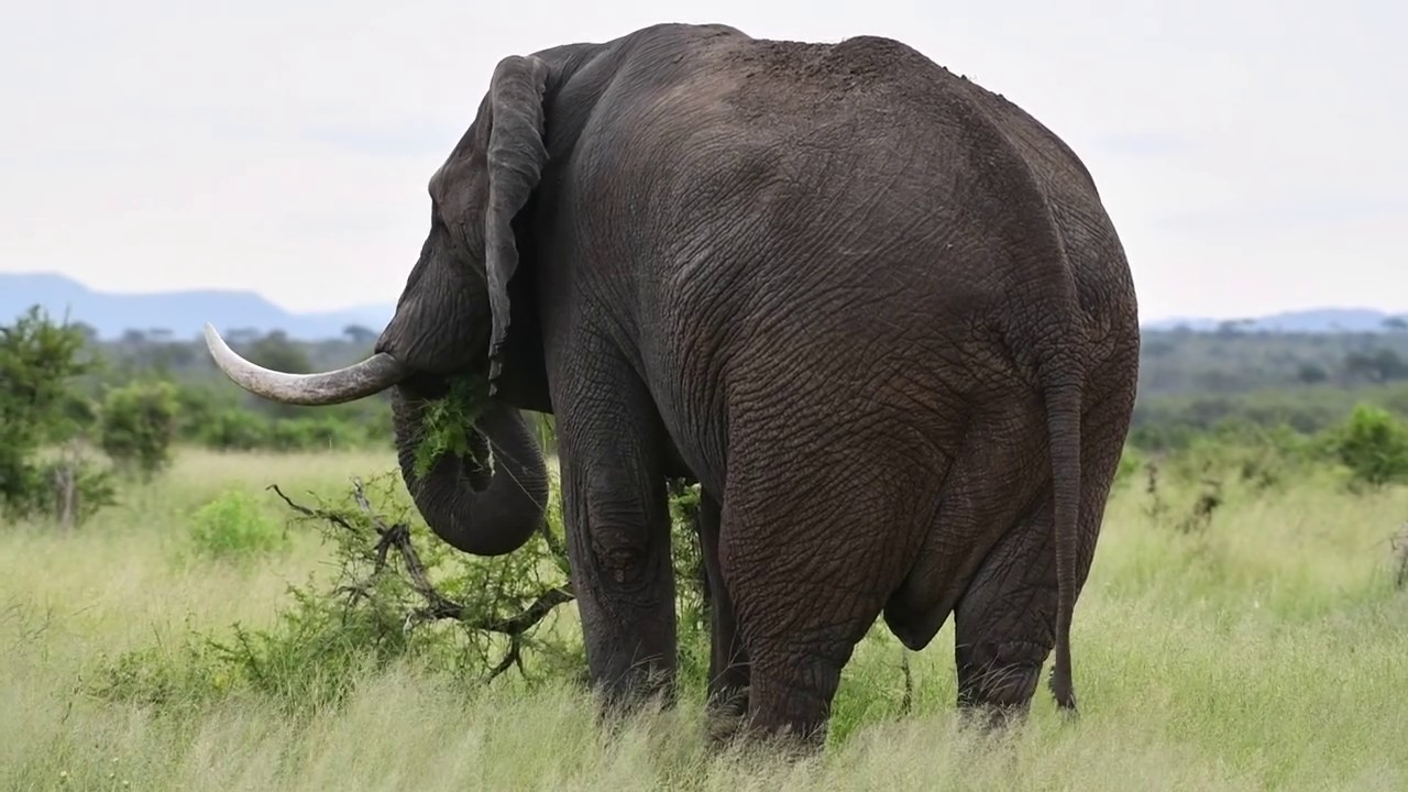 Bull elephant chasing lioness. KRUGER SUNSET LODGE I SAFARI HIGHLIGHTS #28