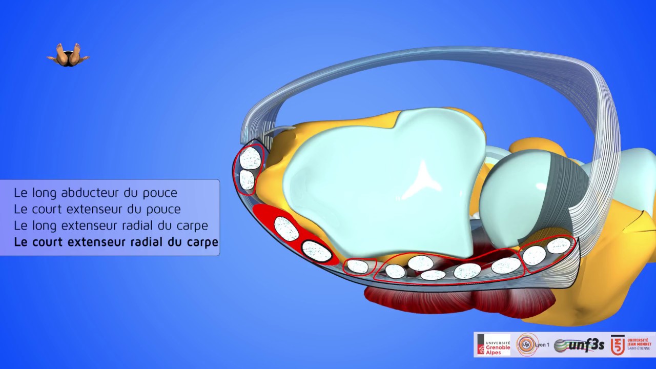 Les muscles de l'avant-bras et de la main. Coupe de l'avant-bras. Canal carpien. Retinaculums.