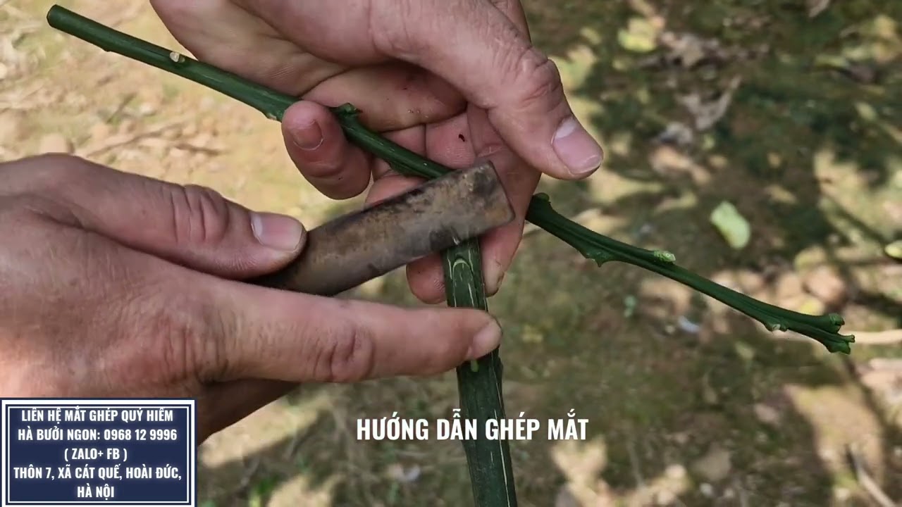 HƯỚNG DẪN GHÉP CAM BƯỞI : 0968 12 9996