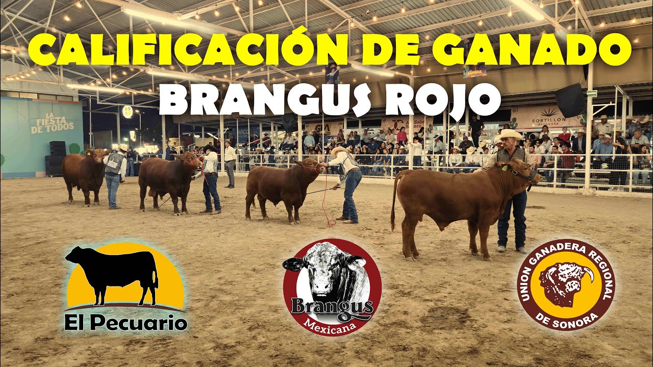 BRANGUS ROJO. CALIFICACIÓN EXPOGAN SONORA 2024. Cap. 2/4. Lo mejor del país.