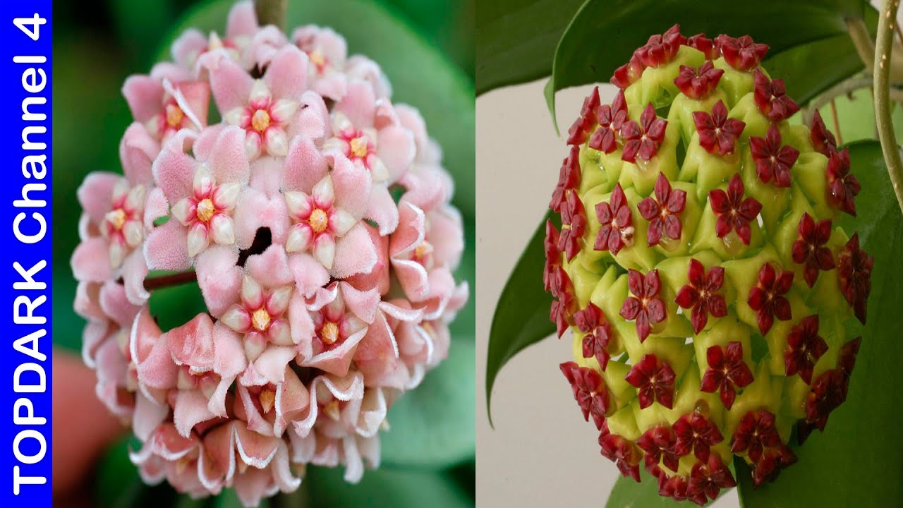 10 Lindas variedades de hoya