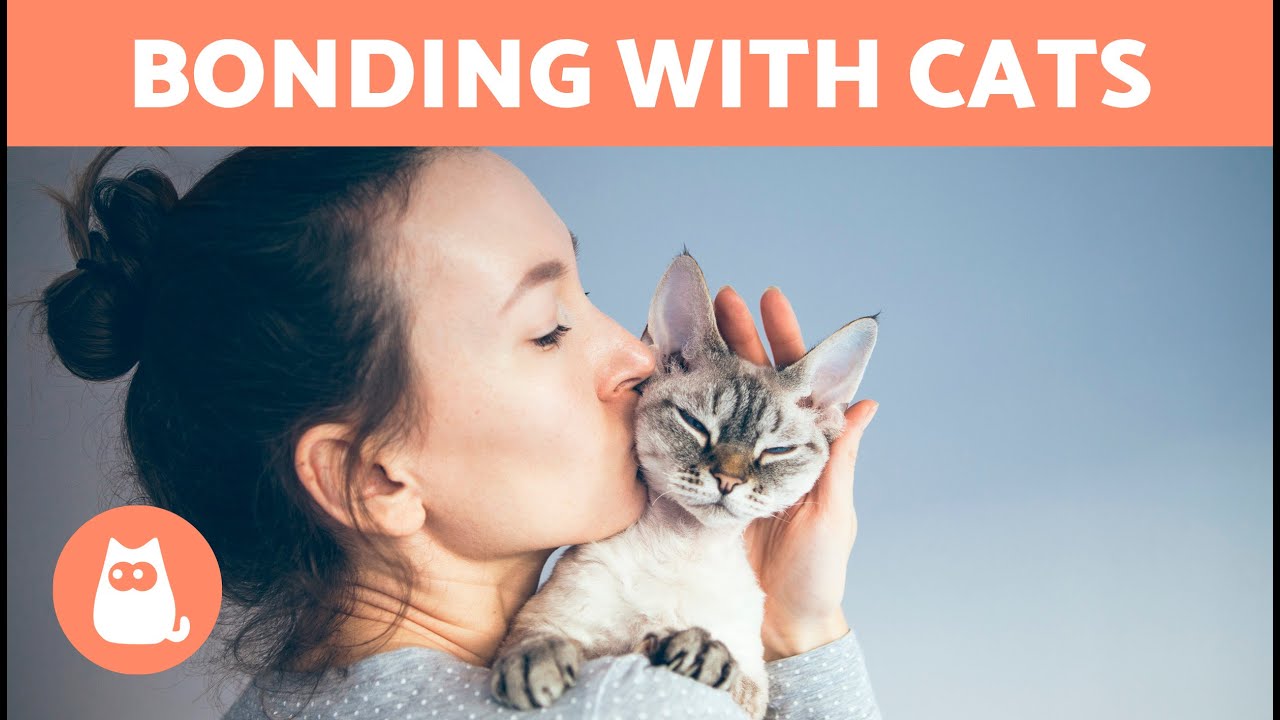 How to STRENGTHEN the BOND With Your CAT 🐱❤️🧍&zwj;♀️