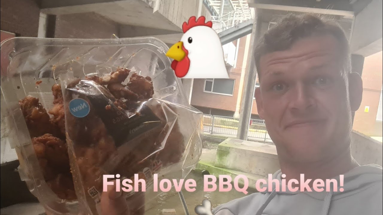 URBAN fishing with CHICKEN WINGS!