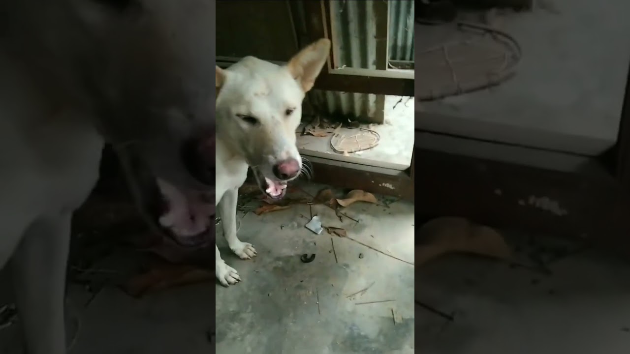 #shorts #subed 🐕&zwj;🦺✅