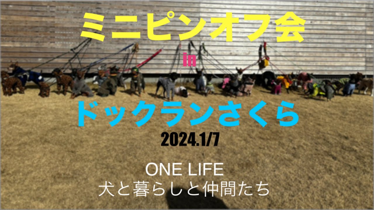 ドックランさくらでミニピンオフ会‼️