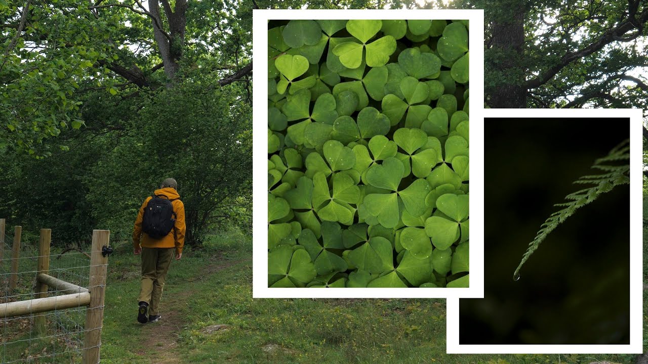 Photographing the small details. Brobacka Nature reserve. Nature photography