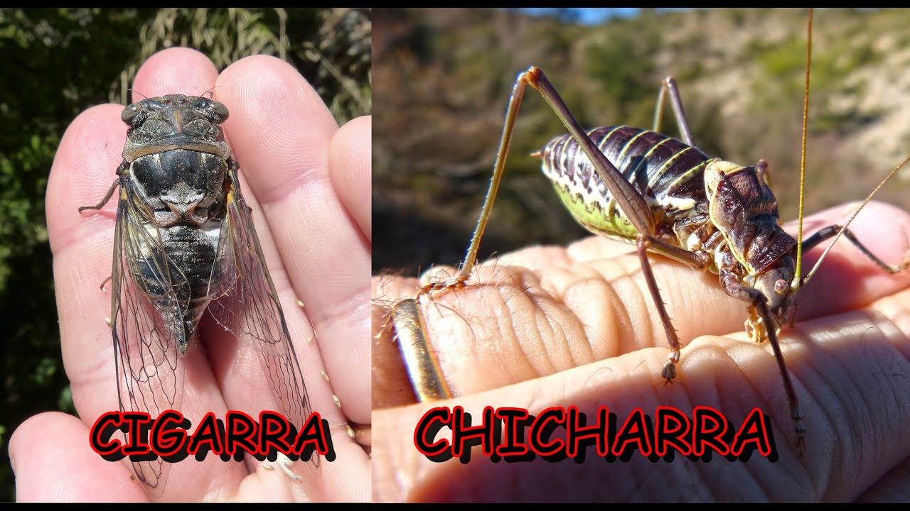 cigarra y chicharra.Diferencias y características.
