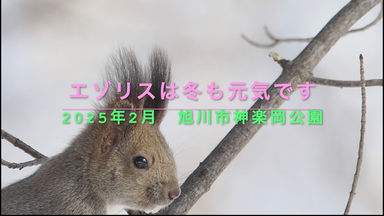 エゾリスは冬も元気です