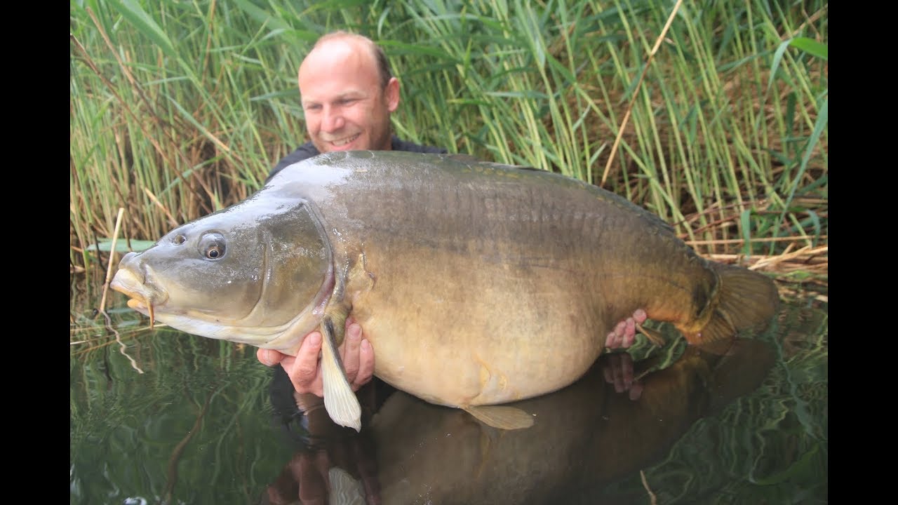 Big Carps in Serie/ Taktik & Technik