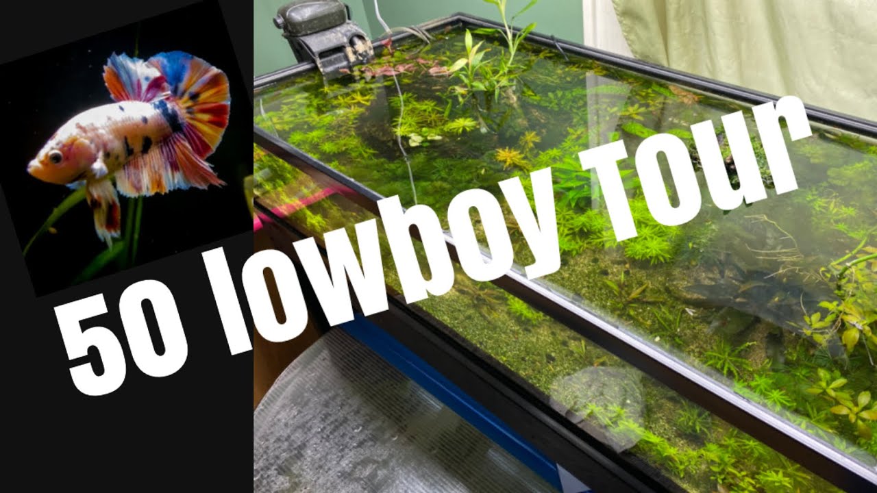 Full tour 50 gallon lowboy #shorts