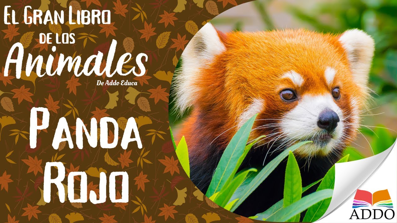 🐾 Todo Sobre el Panda Rojo | Datos Curiosos para Niños 🐼✨