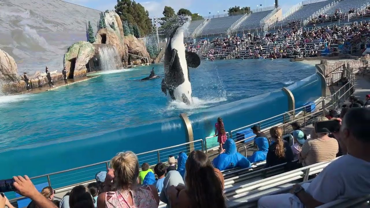 SeaWorld San Diego - Orca Encounter -10/06/2025