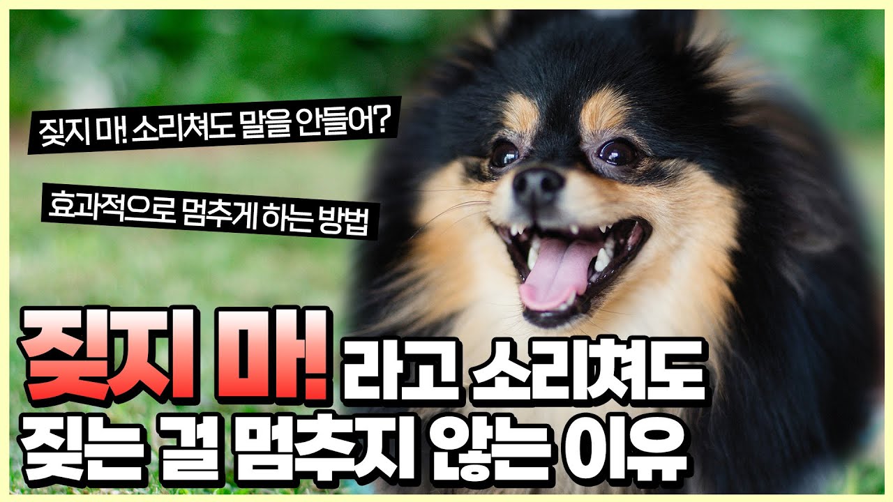 강아지 '짖지마' 교육법.