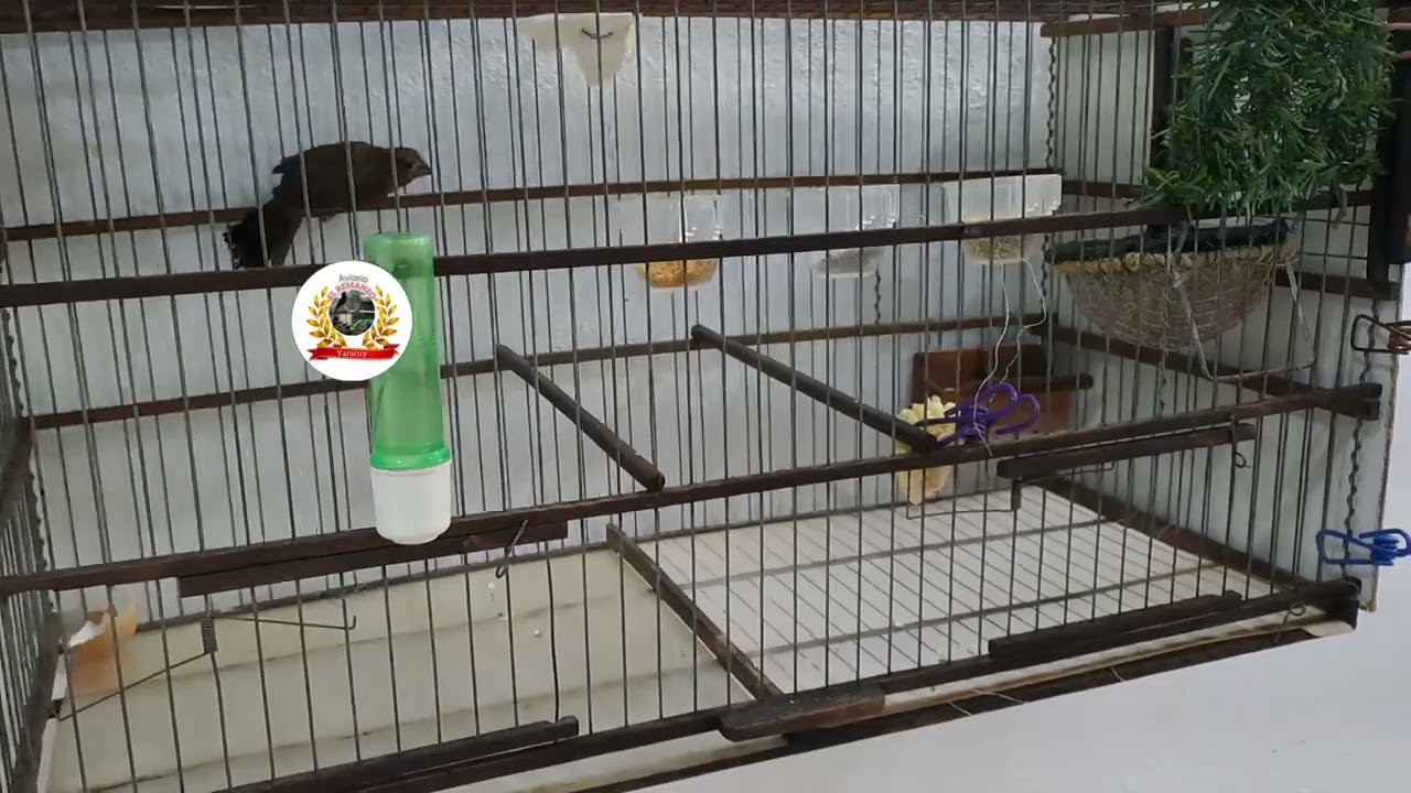 Pasando revista a las hembras de Curio ó Cacahueras seguimos trabajando Aviario 