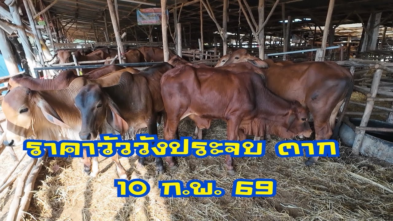 ราคาวัวตลาดนัดโคกระบือวังประจบ ตาก (10 กุมภาพันธ์ 2569)