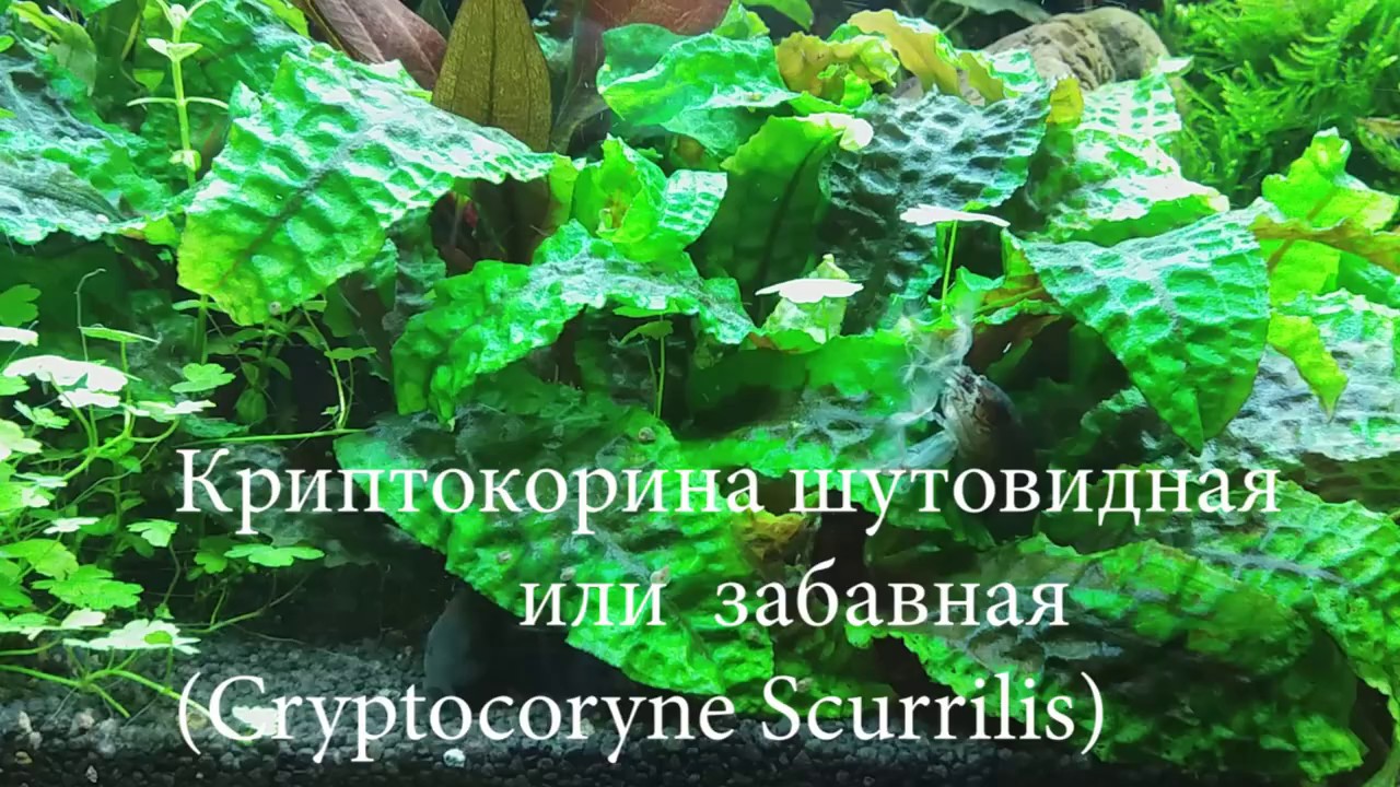 Криптокорина Шутовидная или Криптокорина Забавная (Cryptocoryne Scurrilis)