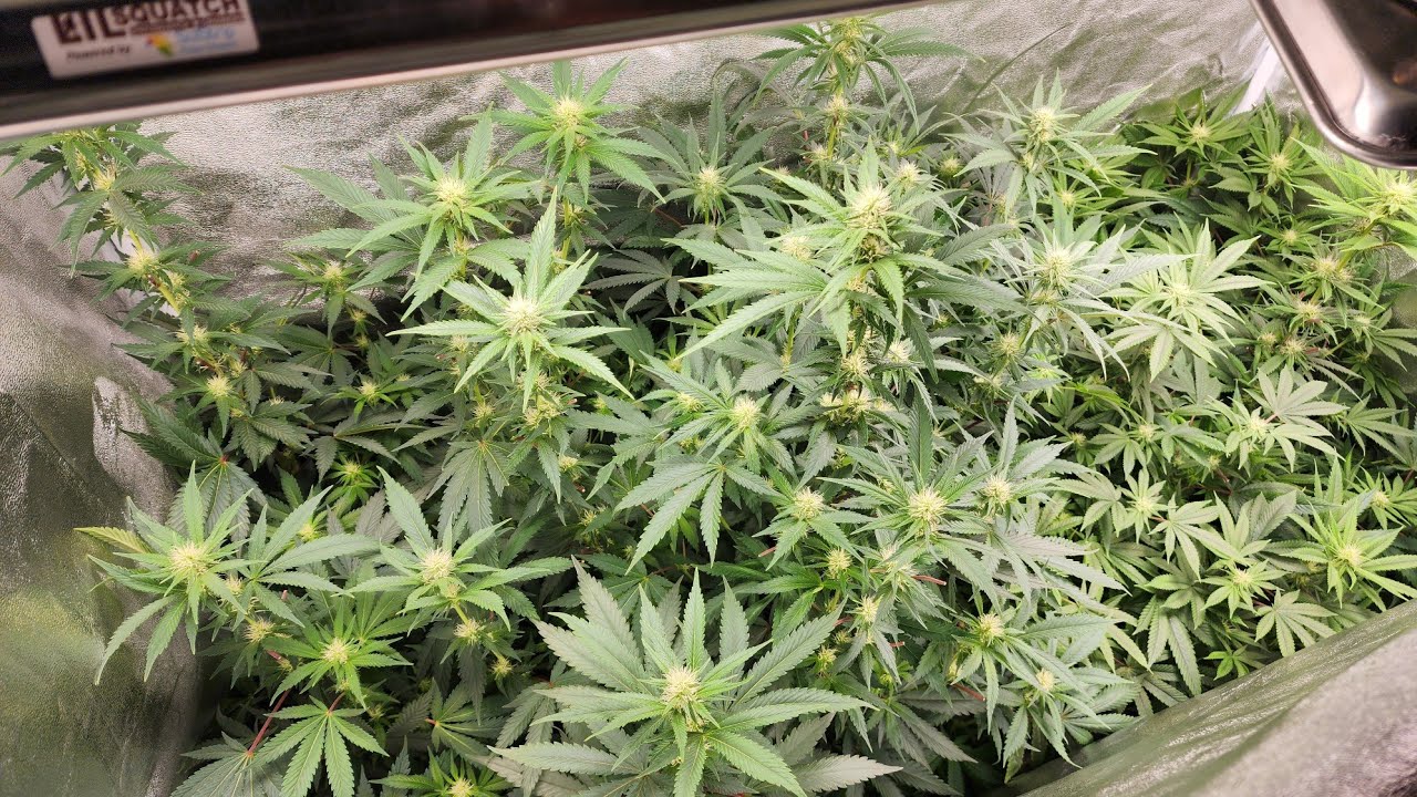 2 WEEKS OF FLOWER: WHAT IT IS YO!