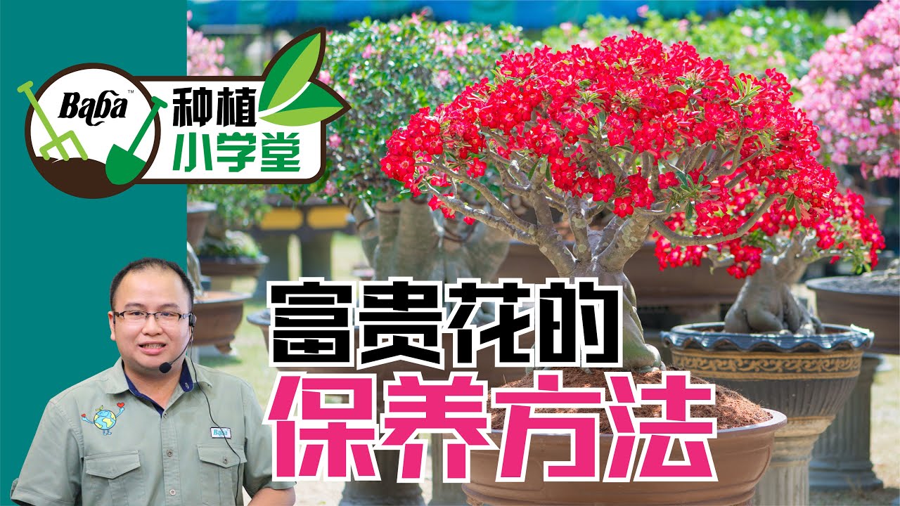 【Baba种植小学堂】想要 沙漠玫瑰/富贵花 爆盆只需谨记这5个种植注意事项！富贵花养护就是这么简单 | 沙漠玫瑰/富贵花种植法