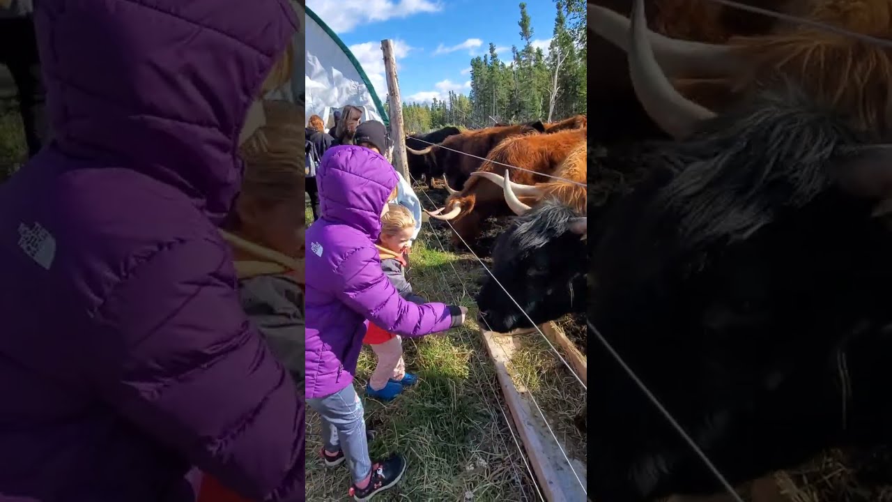Давайте отправимся с нами на ферму в деревню, где живут животные... 🐑🦬🦆🐮🐐 | Канадские сингальские...