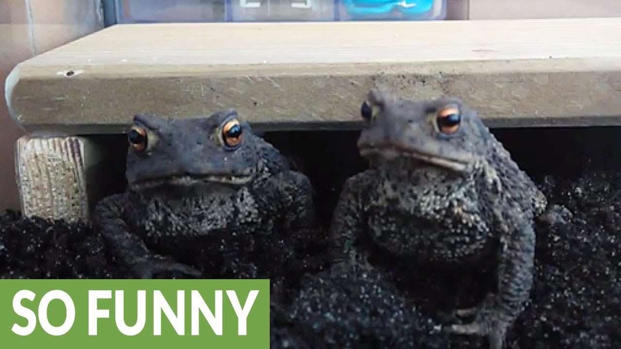 Toad feeding session is surprisingly funny