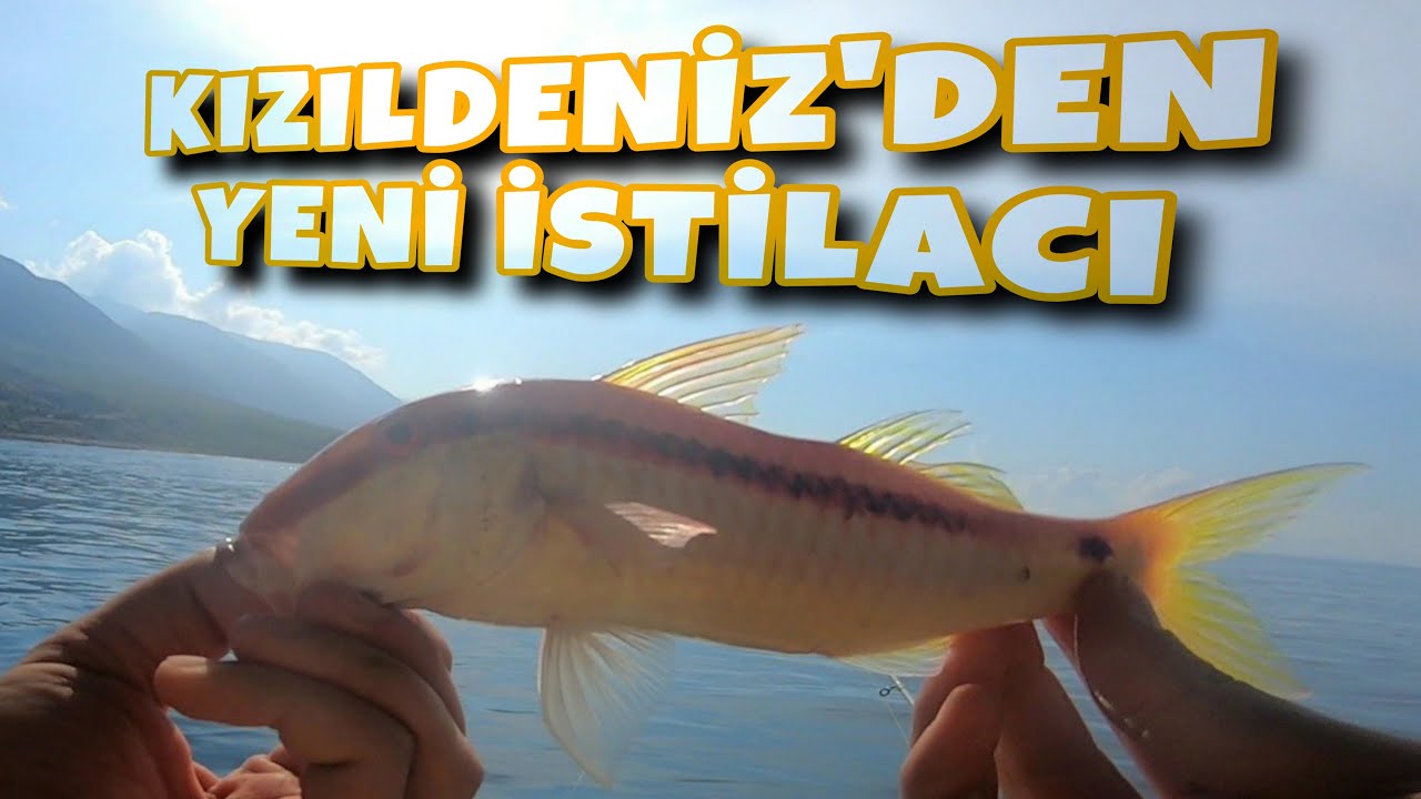KALE K&Ouml;Y KIZILDENİZ BARBUN AVI #part1 #kızıldeniz #barbun #fish #fisherman #&ccedil;evlikoltacısı