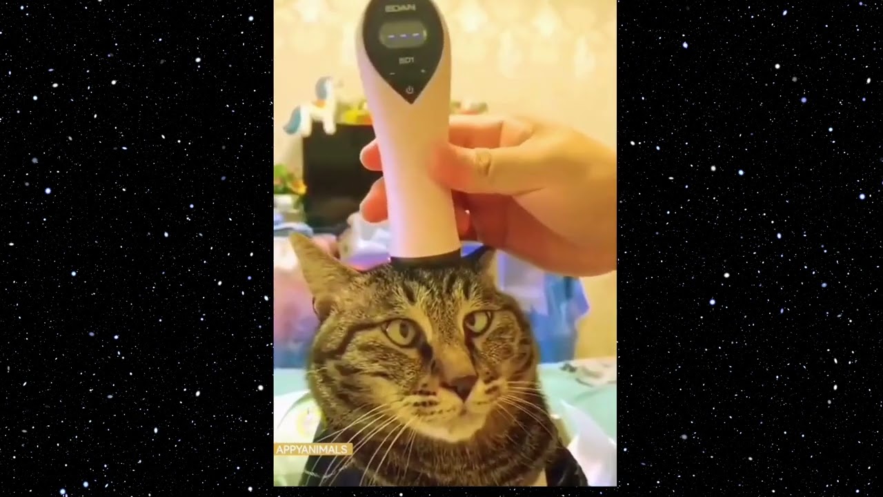 Chill Cats. #tiktokfunny #tiktokcat #trynottolaughcats